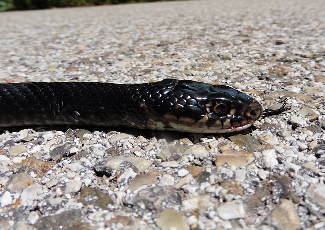 Hierophis viridiflavus carbonarius - esemplare melanotico (Basilicata)